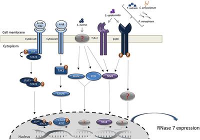 The Antimicrobial and Immunomodulatory Function of RNase 7 in Skin